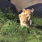 Watch: Lion Cubs Explore Their Outdoor Habitat at Oregon Zoo