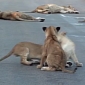 Watch: Lion Cubs Play Fight Each Other, Even Attack Their Mom