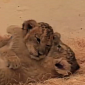 Watch: Lion Cubs Practice Their Fighting Skills