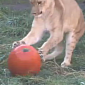 Watch: Lion Cubs Stalk, Brutally Kill Defenseless Pumpkin
