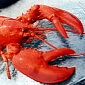 Watch: Lobsters in the Gulf of Maine Are Turning into Cannibals