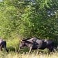 Watch: Lost and Confused Wildebeest Keep Circling a Bush