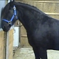 Watch: Mariska the Houdini Horse Goes Viral