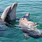 Watch: Mother Dolphin Gives Birth to Its First Baby