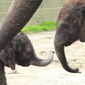 Watch: Mother Elephant Chooses Her Baby's Name