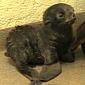 Watch: New England Aquarium Welcomes Northern Fur Seal Pup