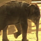Watch: Newborn Asian Elephant Struts Around Its Enclosure