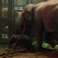 Watch: Newborn Elephant Calf Practices Standing Up