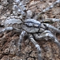 Watch: Newly Discovered Giant Tarantula Is the Size of a Man's Face