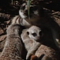Watch: Oakland Zoo Welcomes Three Baby Meerkats