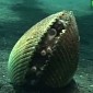 Watch: Octopus Builds Bunker, Hides Inside It
