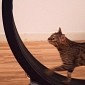 Watch: “One Fast Cat” Is an Exercise Wheel for Pet Felines