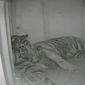Watch: One-Hour-Old Tiger Cub Cuddles with Its Mother