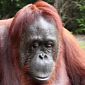 Watch: Orangutan Uses Sign Language to Ask for Help from Deaf Girl