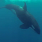 Watch: Orcas and Sperm Whales Battle It Out off Sri Lanka's Coast