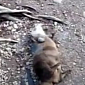 Watch: Otter Juggles Rocks, Looks Annoyingly Cute the Entire Time