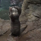 Watch: Otter Pup Pretends to Eat, Practices Its Feeding Skills