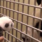 Watch: Panda Cub Meets Her Mom, Reaches Out to Touch Her