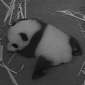 Watch: Panda Cub Takes Its First Steps