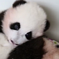 Watch: Panda Cub Tries to Nap, His Brother Keeps Poking Him