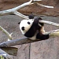 Watch: Panda Cub and His Mom Play Around in the Snow