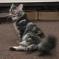 Watch: Paralyzed Cat Given New Set of Wheels by High School Robotics Club