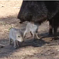 Watch: Peccary Pups Chill Out with the Rest of the Family