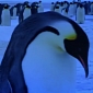 Watch: Penguin Mom Mourns the Death of Its Chick