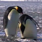 Watch: “Penguins Being Penguins” Shows How Adorably Clumsy These Animals Are
