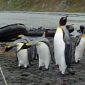 Watch: Penguins Trip over Rope, Hilarity Ensues