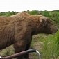 Watch: Photographer Has Really Close Encounter with a Brown Bear