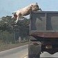 Watch: Pig Pulls a Chuck Norris, Jumps from Moving Truck