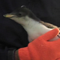 Watch: Plump Penguin Chick Is the Most Adorable Thing You'll See Today