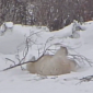 Watch: Polar Bear Cub, Branch Engage in Epic Battle