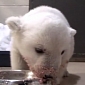 Watch: Polar Bear Cub Eats from a Bowl, Makes a Complete Mess
