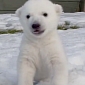 Watch: Polar Bear Cub Experiences Snow for the First Time Ever