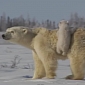 Watch: Polar Bear Cub Hitches a Ride on Its Mom's Back