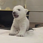 Watch: Polar Bear Cub Takes Its First Steps