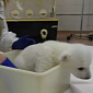 Watch: Polar Bear Cub Takes a Bath, Appears to Enjoy the Experience