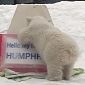 Watch: Polar Bear Cub at Toronto Zoo Reveals Its Name