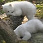Watch: Polar Bear Cubs Make Their Public Debut at Munich Zoo