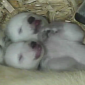 Watch: Polar Bear Cubs Open Their Eyes for the First Time Ever