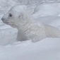 Watch: Polar Bear Goes for a Swim in the Snow