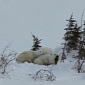 Watch: Polar Bear Mom and Cub Prove Yawning Is Contagious