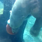 Watch: Polar Bear Plays Basketball Underwater