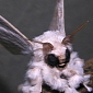 Watch: Poodle-Looking Moth Now an Internet Sensation