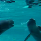 Watch: Porpoises Play “Catch the Bubble,” Have the Time of Their Lives