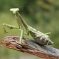 Watch: Praying Mantis Takes Down Grasshopper, Gets Eaten by a Chameleon