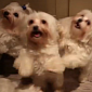 Watch: Puppies Doing the Harlem Shake Goes Viral