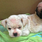 Watch: Puppies Hit by Mange Make Amazing Recovery